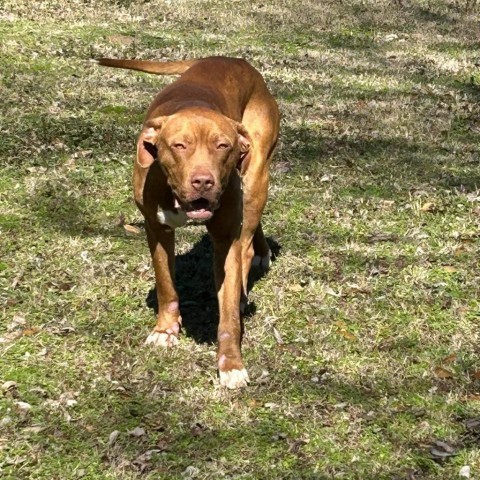 Charlie Pablo, an adoptable Terrier, Mixed Breed in Wadena, MN, 56482 | Photo Image 2