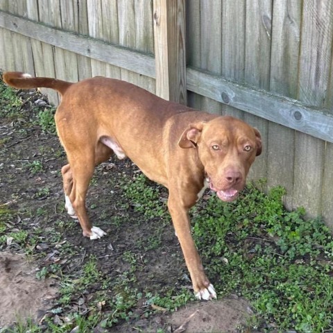 Charlie Pablo, an adoptable Terrier, Mixed Breed in Wadena, MN, 56482 | Photo Image 2