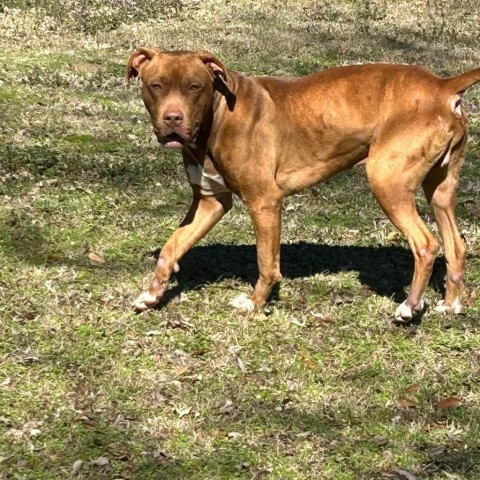 Charlie Pablo, an adoptable Terrier, Mixed Breed in Wadena, MN, 56482 | Photo Image 3