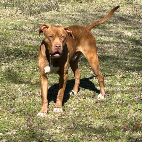 Charlie Pablo, an adoptable Terrier, Mixed Breed in Wadena, MN, 56482 | Photo Image 5