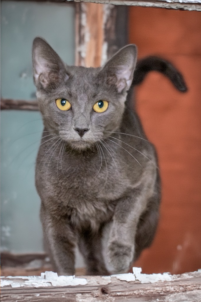 Giselle, an adoptable Domestic Short Hair in Hot Springs Village, AR, 71909 | Photo Image 1