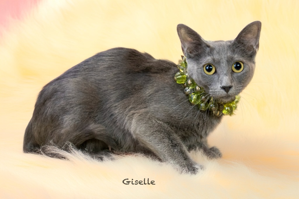 Giselle, an adoptable Domestic Short Hair in Hot Springs Village, AR, 71909 | Photo Image 2