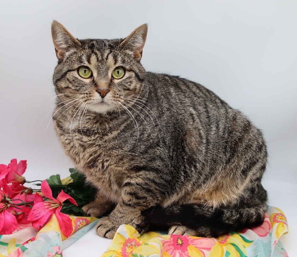 Star XV, an adoptable Domestic Short Hair in Muskegon, MI, 49444 | Photo Image 1
