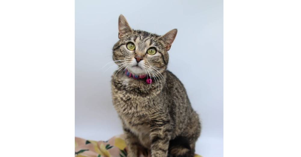 Star XV, an adoptable Domestic Short Hair in Muskegon, MI, 49444 | Photo Image 2