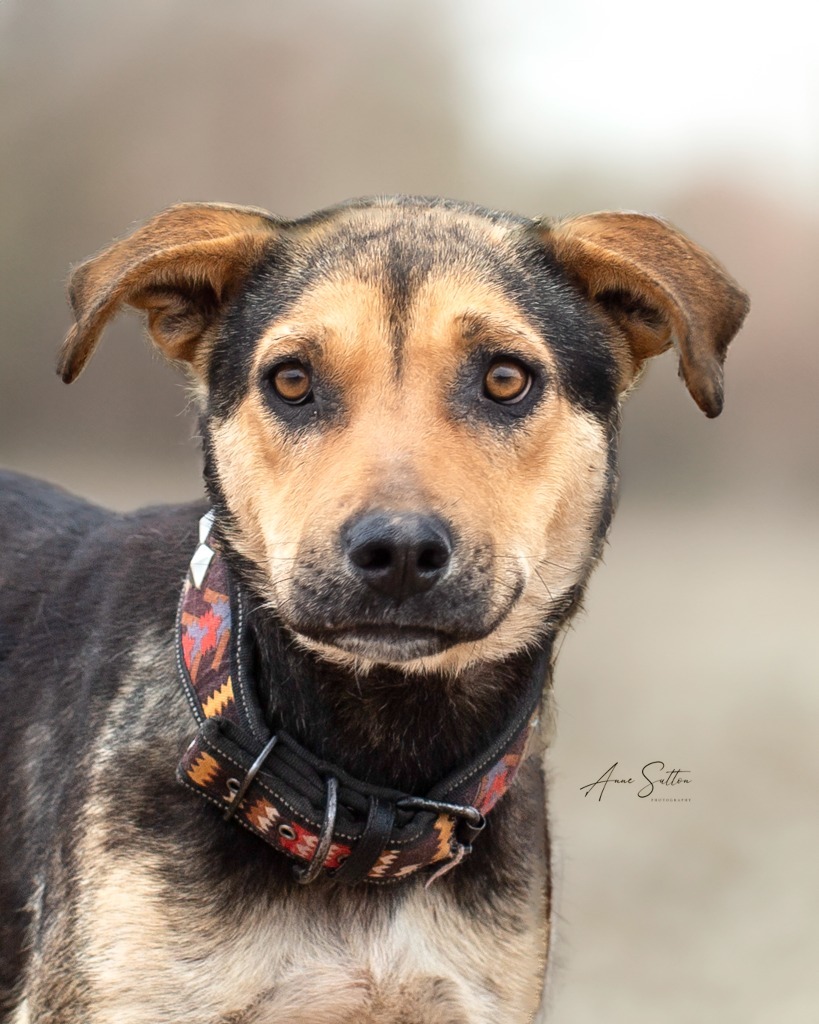 Princess ******, an adoptable Shepherd in Hot Springs, SD, 57747 | Photo Image 1