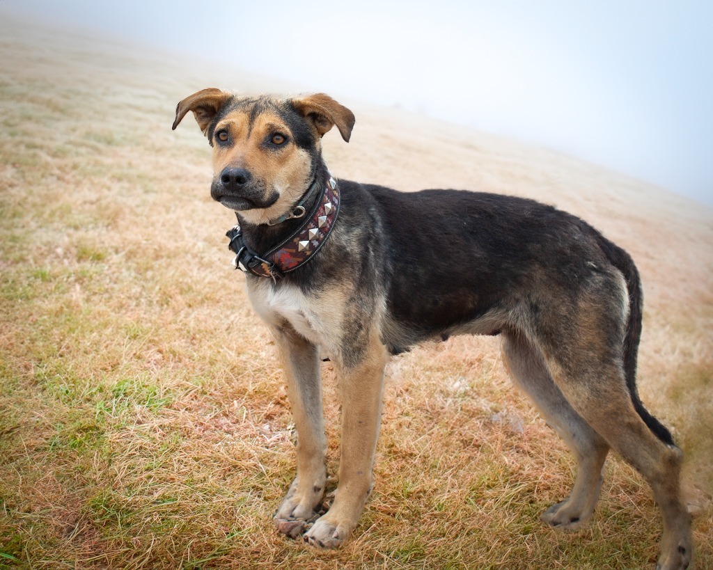 Princess ******, an adoptable Shepherd in Hot Springs, SD, 57747 | Photo Image 2