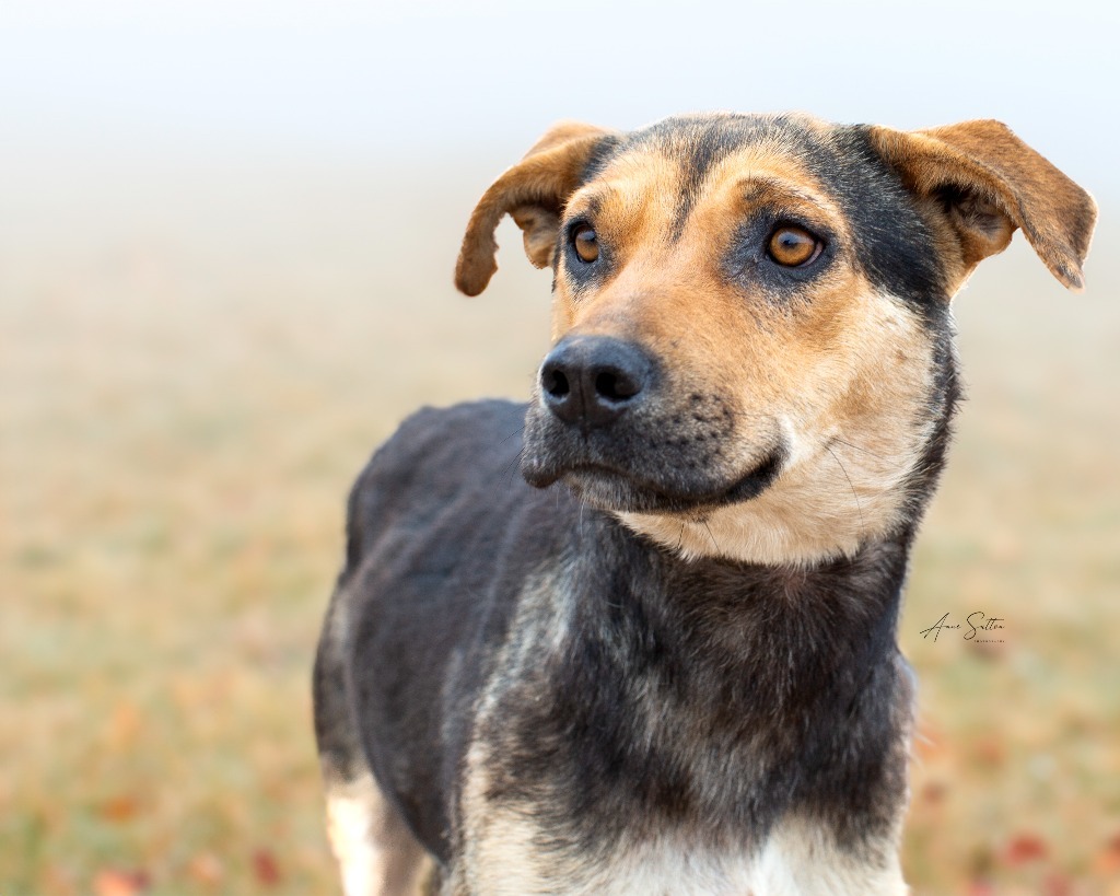 Princess ******, an adoptable Shepherd in Hot Springs, SD, 57747 | Photo Image 3