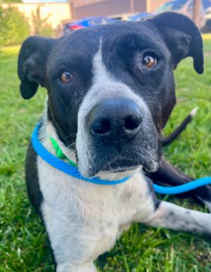 Introducing Nightfury a three-year-old cutie pie in search of her forever home This beautiful girl