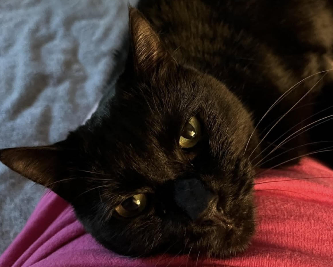 Morgana, an adoptable Domestic Short Hair in Pensacola, FL, 32501 | Photo Image 1