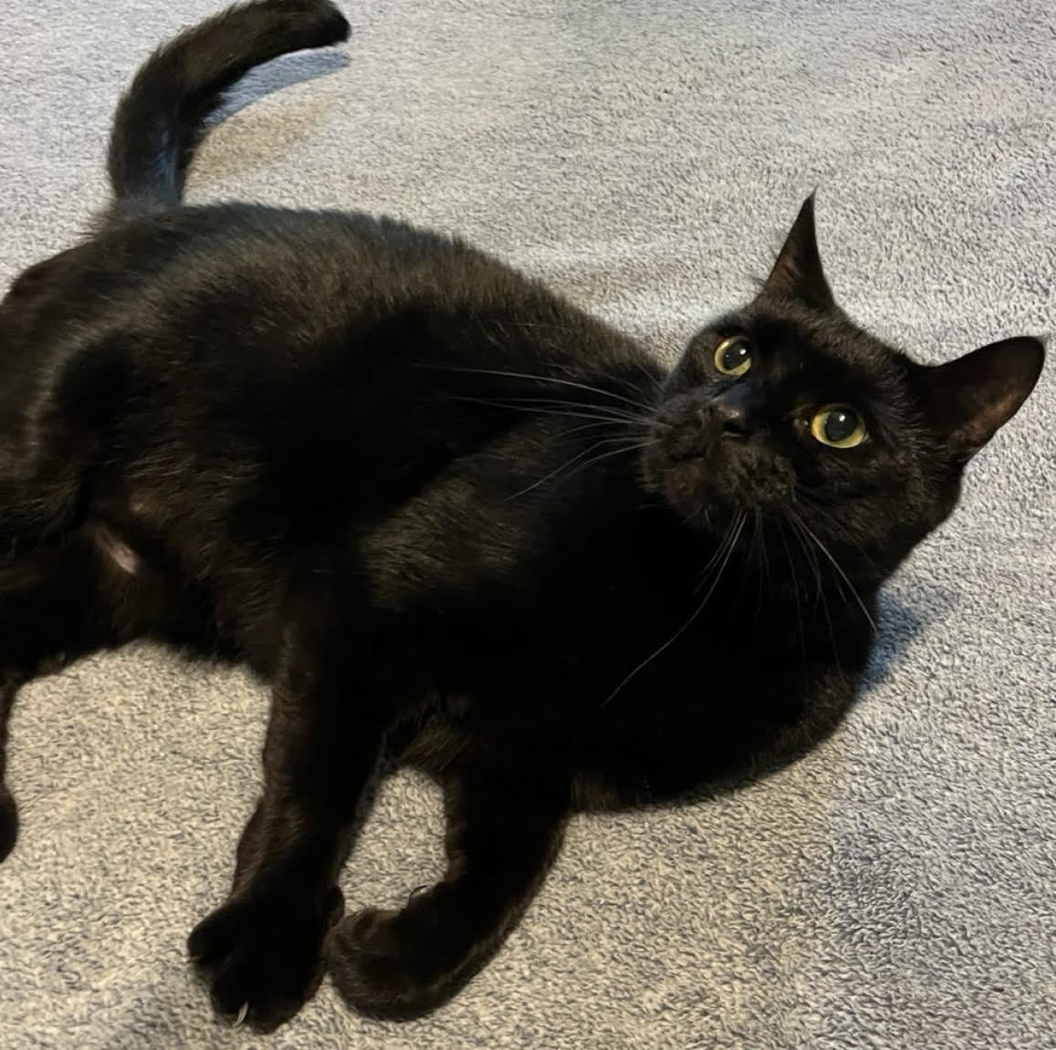 Morgana, an adoptable Domestic Short Hair in Pensacola, FL, 32501 | Photo Image 2