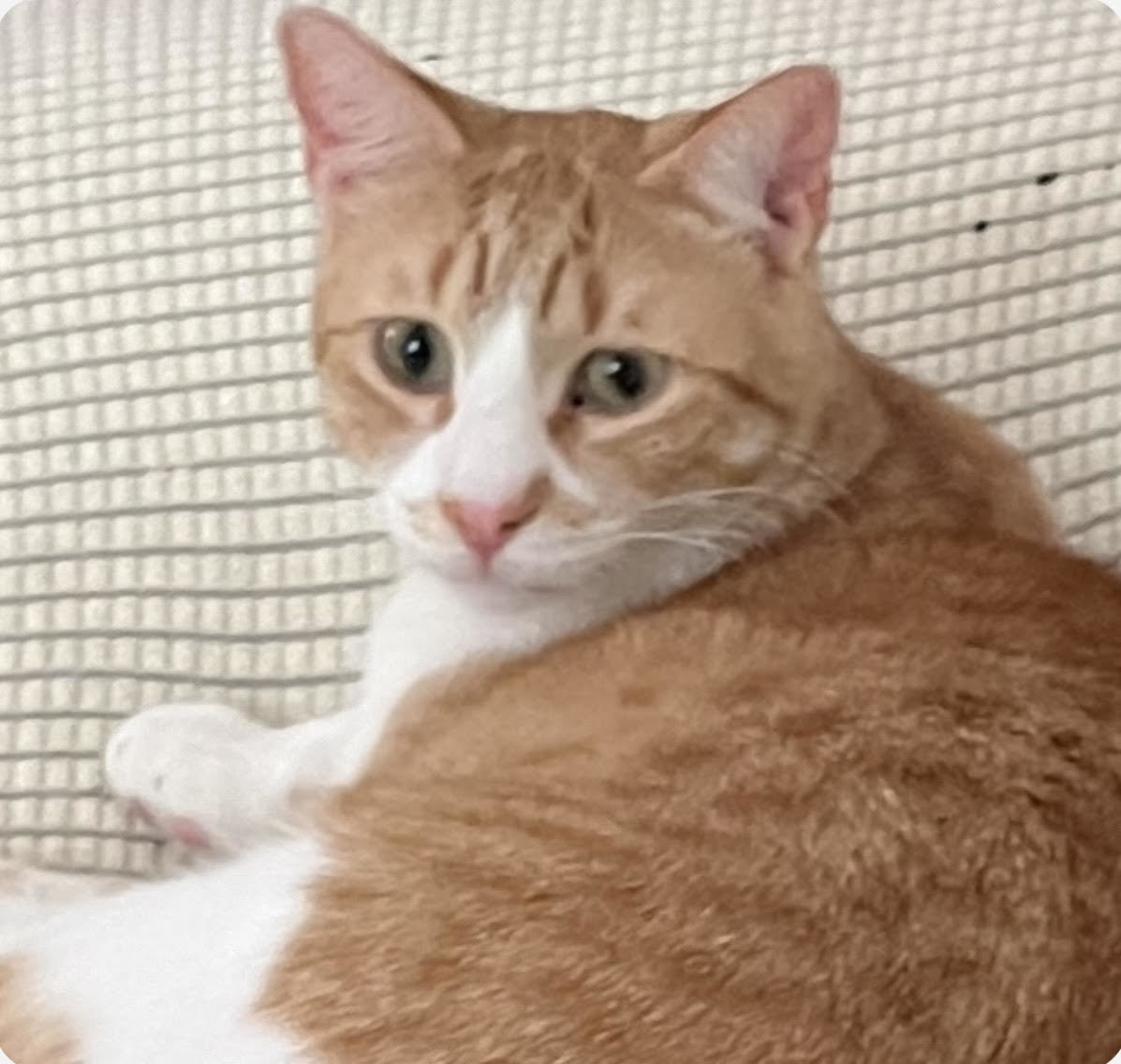 Archie Bruner, an adoptable Domestic Short Hair, Tabby in Pensacola, FL, 32501 | Photo Image 1