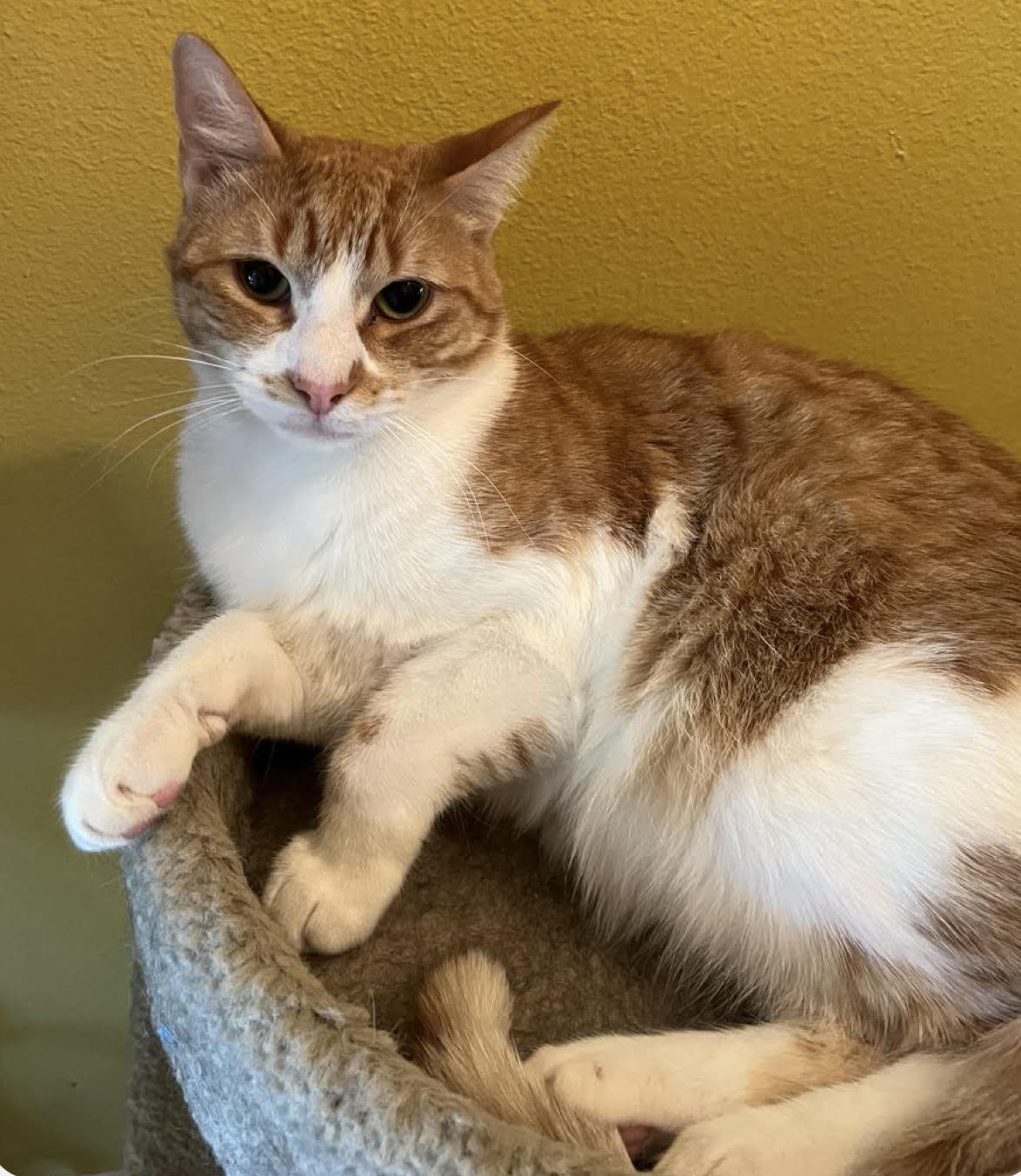 Archie Bruner, an adoptable Domestic Short Hair, Tabby in Pensacola, FL, 32501 | Photo Image 2