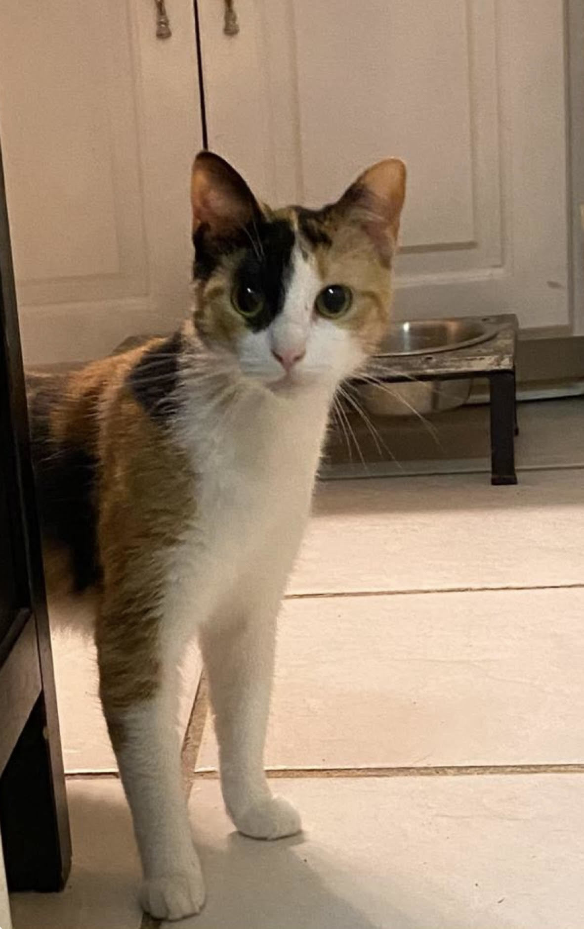 Jackie Sparrow, an adoptable Domestic Short Hair, Calico in Pensacola, FL, 32501 | Photo Image 1