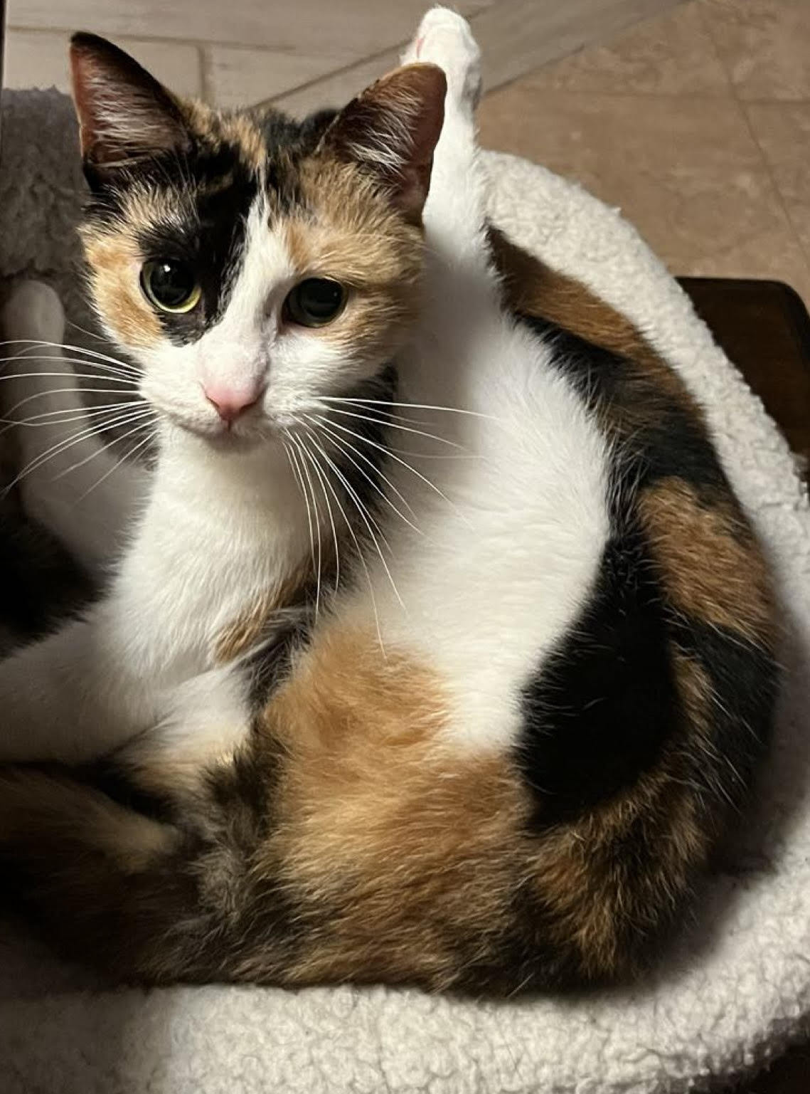 Jackie Sparrow, an adoptable Domestic Short Hair, Calico in Pensacola, FL, 32501 | Photo Image 2