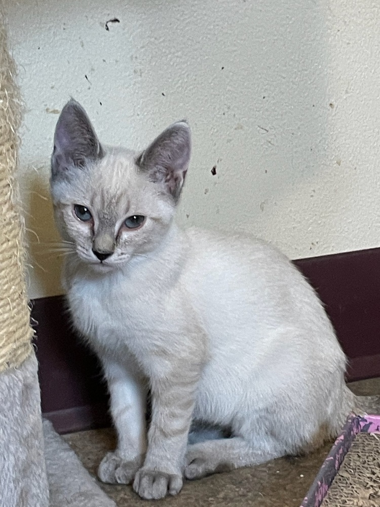 Muffin, an adoptable Domestic Medium Hair, Siamese in Thatcher, AZ, 85552 | Photo Image 1