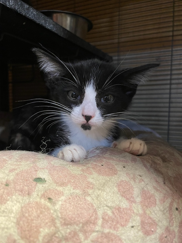 Chin-Chin, an adoptable Domestic Short Hair in Thatcher, AZ, 85552 | Photo Image 1