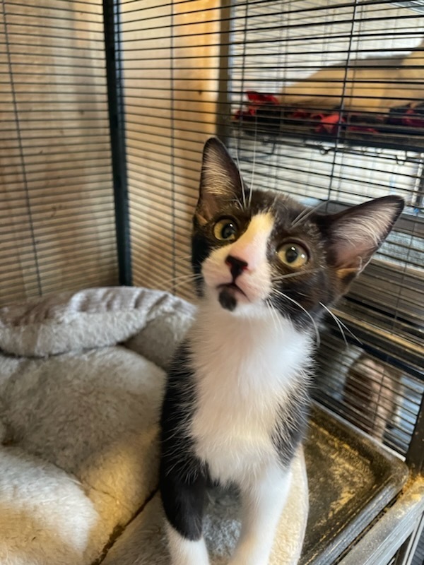 Chin-Chin, an adoptable Domestic Short Hair in Thatcher, AZ, 85552 | Photo Image 2