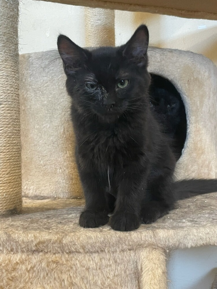 Shandy, an adoptable Domestic Medium Hair in Thatcher, AZ, 85552 | Photo Image 1