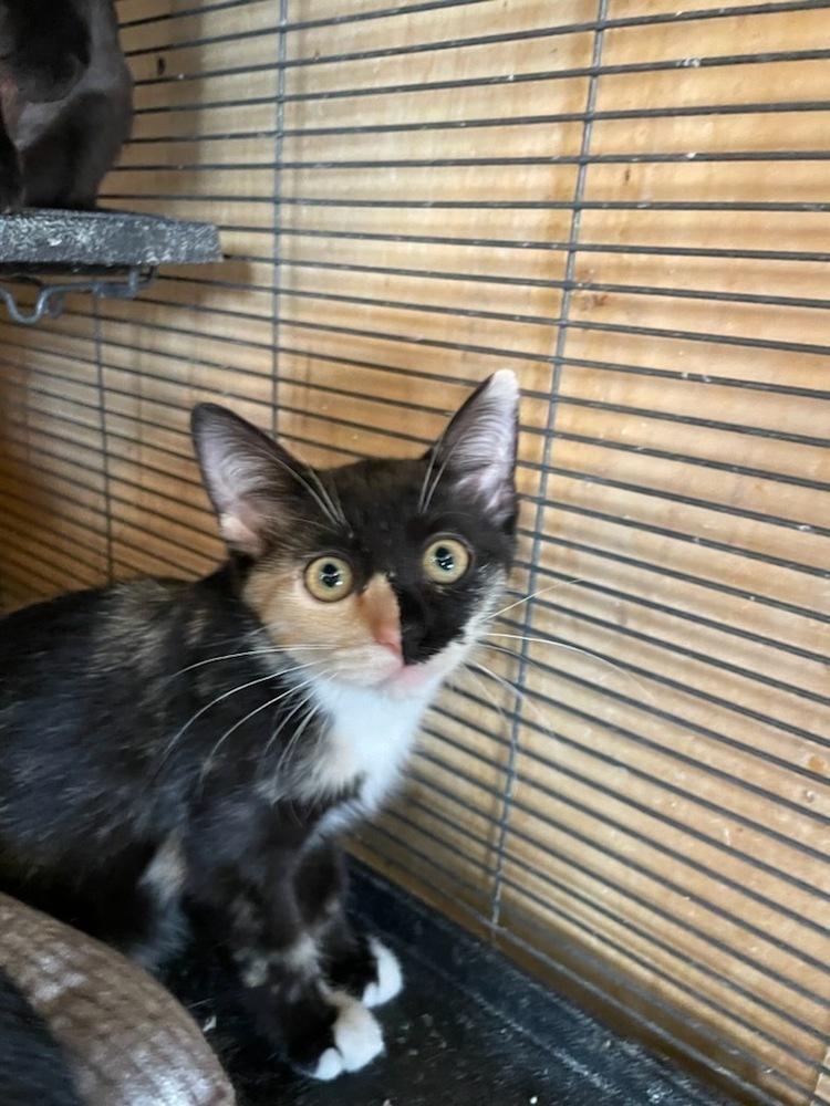 Magpie, an adoptable Domestic Short Hair in Thatcher, AZ, 85552 | Photo Image 1