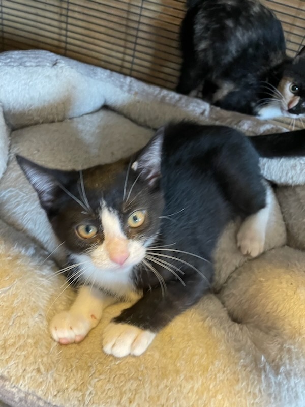 Nosy, an adoptable Domestic Short Hair in Thatcher, AZ, 85552 | Photo Image 2