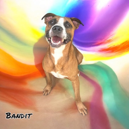 Bandit 3