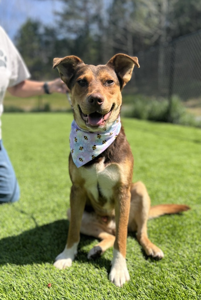 Popcorn, an adoptable Shepherd, Affenpinscher in Ellijay, GA, 30540 | Photo Image 1