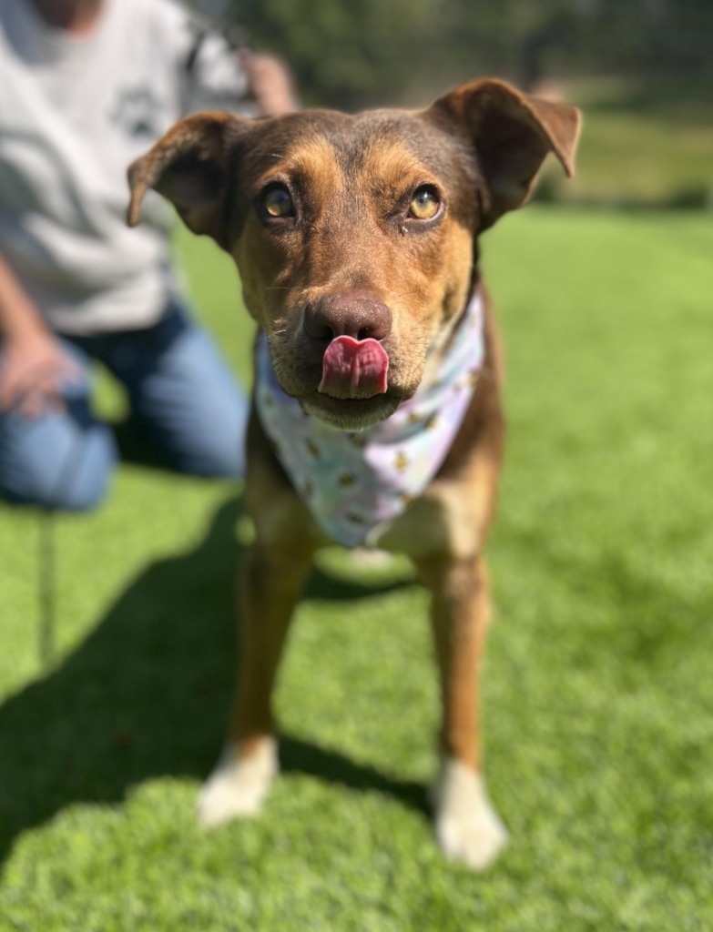 Popcorn, an adoptable Shepherd, Affenpinscher in Ellijay, GA, 30540 | Photo Image 2