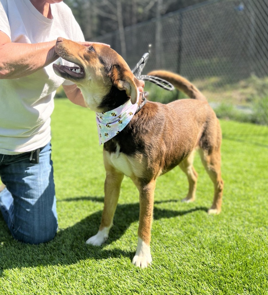 Popcorn, an adoptable Shepherd, Affenpinscher in Ellijay, GA, 30540 | Photo Image 4