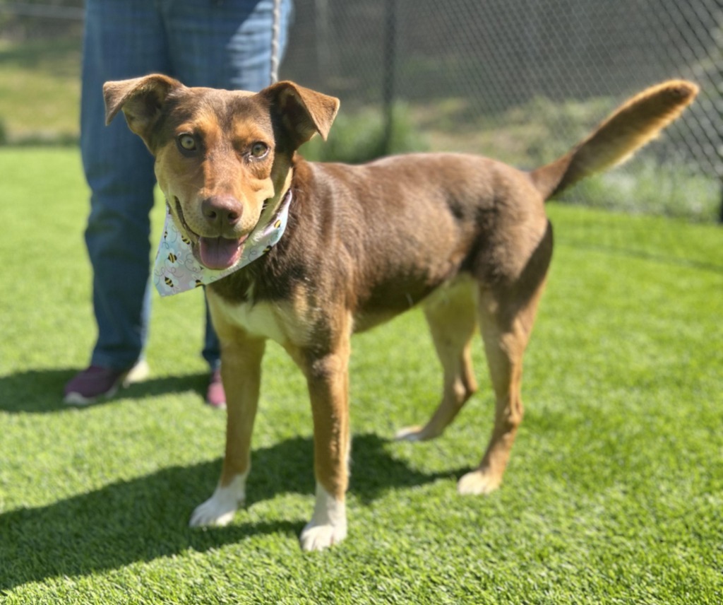 Popcorn, an adoptable Shepherd, Affenpinscher in Ellijay, GA, 30540 | Photo Image 5