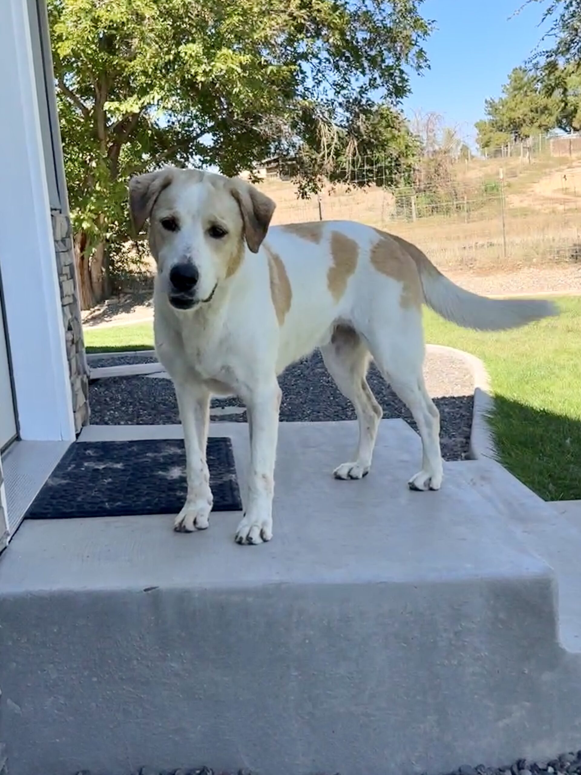 Triton, an adoptable Great Pyrenees, Australian Cattle Dog / Blue Heeler in Grand Junction, CO, 81503 | Photo Image 1