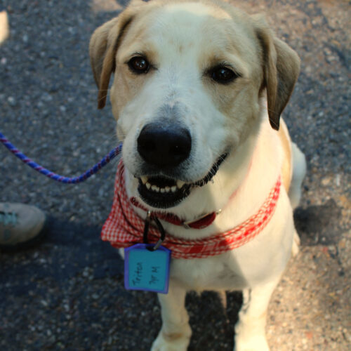 Triton, an adoptable Great Pyrenees, Australian Cattle Dog / Blue Heeler in Grand Junction, CO, 81503 | Photo Image 2