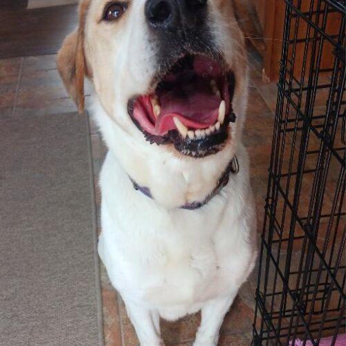 Triton, an adoptable Labrador Retriever, Mixed Breed in Grand Junction, CO, 81503 | Photo Image 2