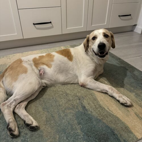 Triton, an adoptable Great Pyrenees, Australian Cattle Dog / Blue Heeler in Grand Junction, CO, 81503 | Photo Image 3