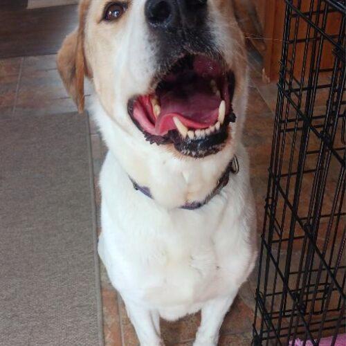 Triton, an adoptable Great Pyrenees, Australian Cattle Dog / Blue Heeler in Grand Junction, CO, 81503 | Photo Image 4