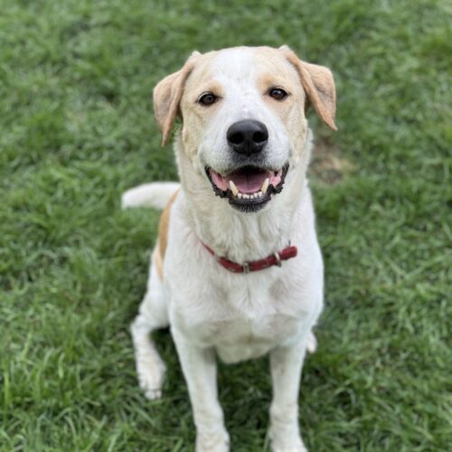 Triton, an adoptable Labrador Retriever, Mixed Breed in Grand Junction, CO, 81503 | Photo Image 4