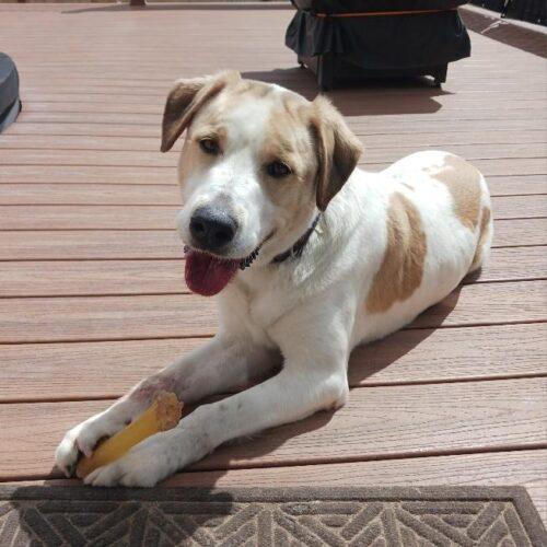 Triton, an adoptable Great Pyrenees, Australian Cattle Dog / Blue Heeler in Grand Junction, CO, 81503 | Photo Image 5