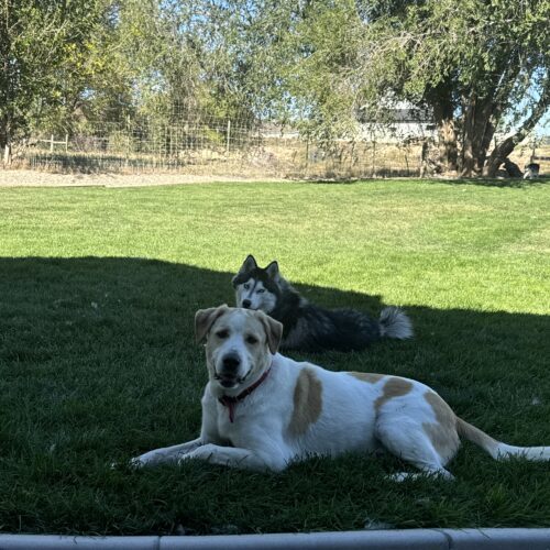 Triton, an adoptable Great Pyrenees, Australian Cattle Dog / Blue Heeler in Grand Junction, CO, 81503 | Photo Image 6