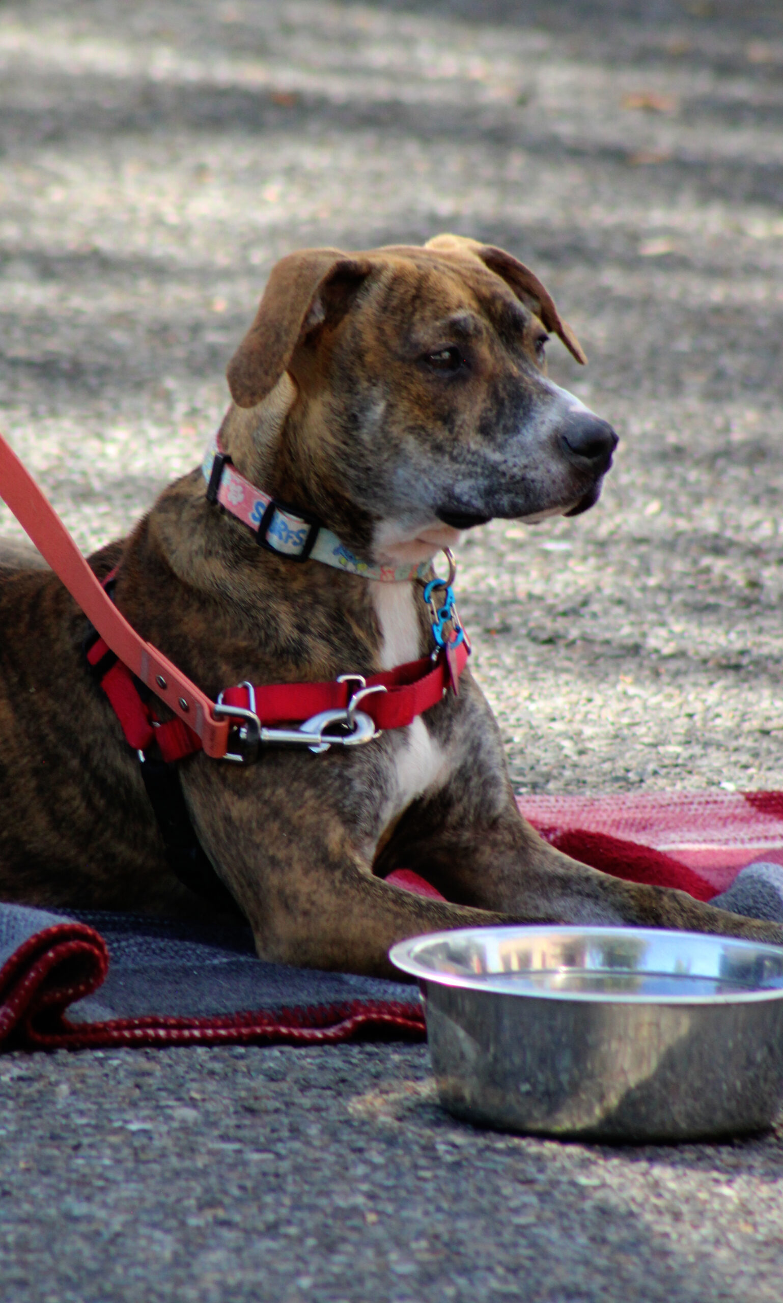 Snow, an adoptable Mixed Breed in Grand Junction, CO, 81503 | Photo Image 1