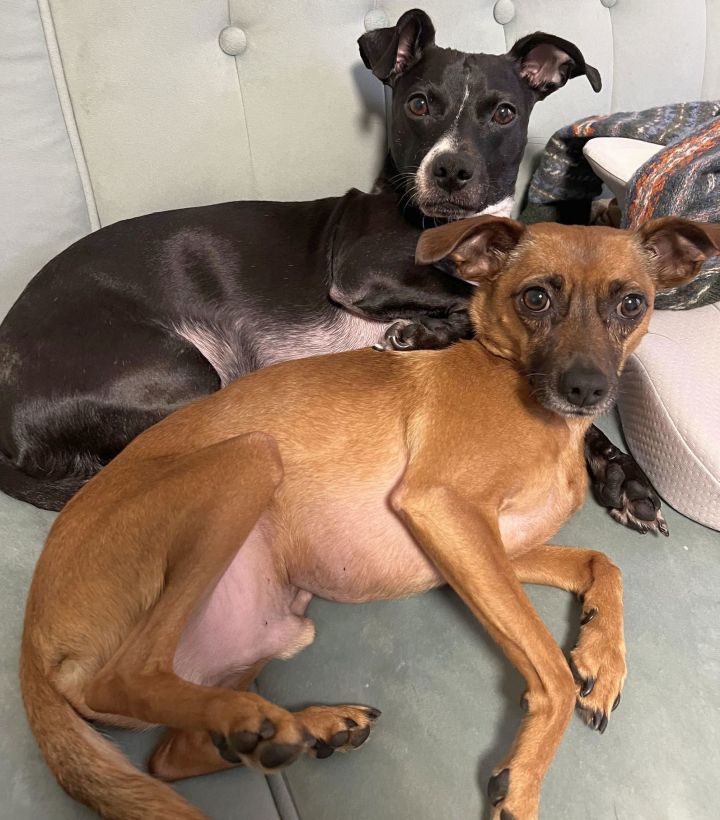 XP Chip & Mouse (NJ) - BONDED PAIR 1
