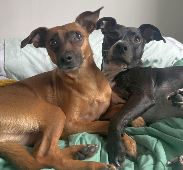 XP Chip & Mouse (NJ) - BONDED PAIR 2