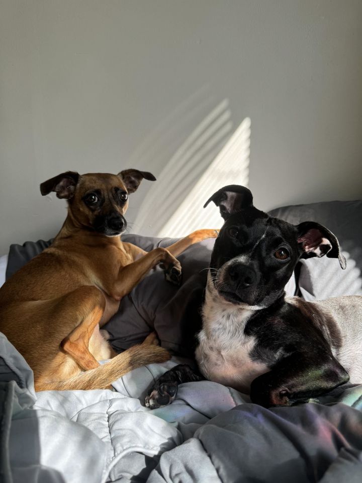 XP Chip & Mouse (NJ) - BONDED PAIR 3