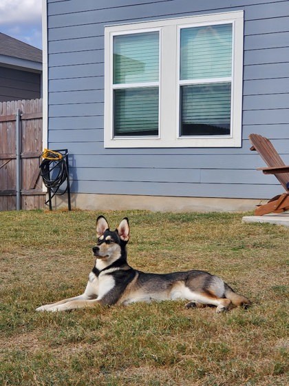 Mazzy (In foster) 1