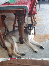 Mazzy (In foster) 2