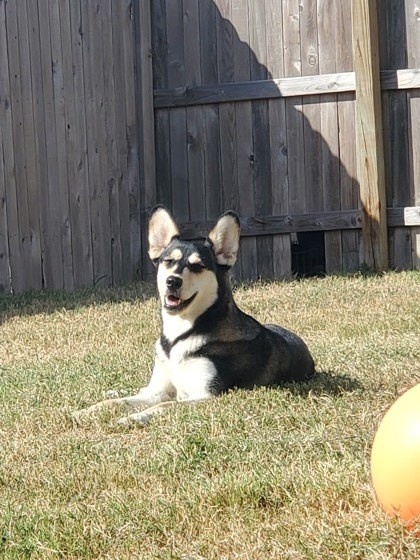 Mazzy (In foster) 3