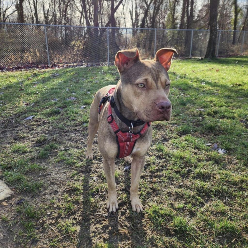 Remi (In Foster)