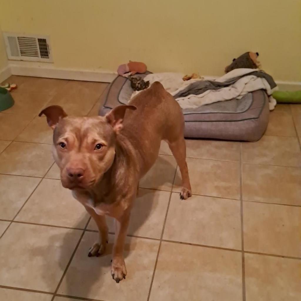 Remi (In Foster)