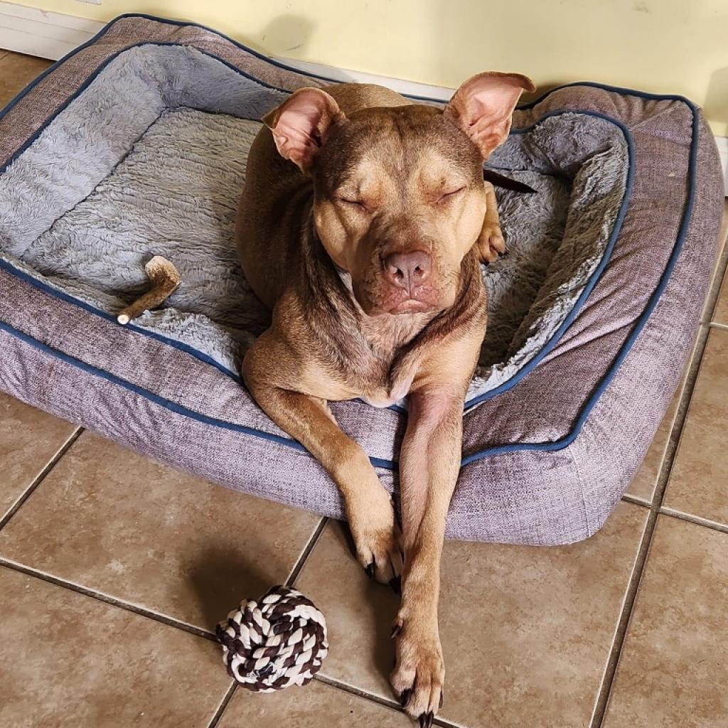 Remi (In Foster)