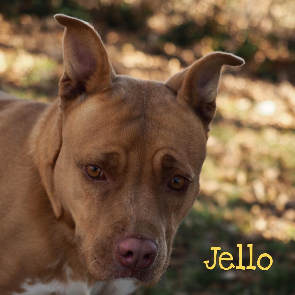 Jello