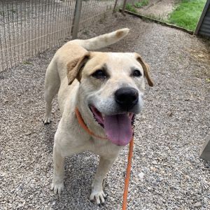 Spot, Senior Male Cattle Dog