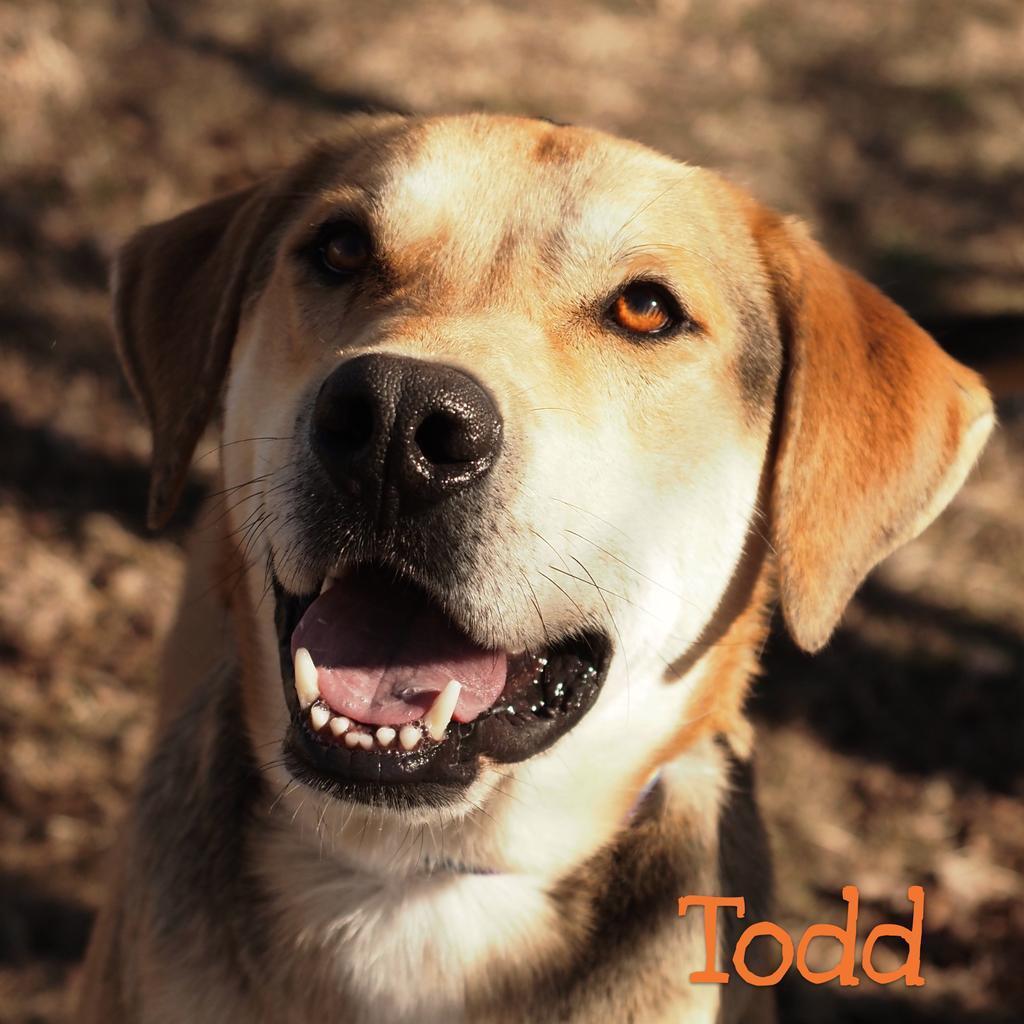 Todd T.